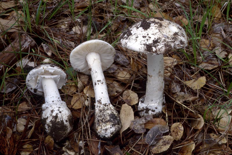Amanita ocreata